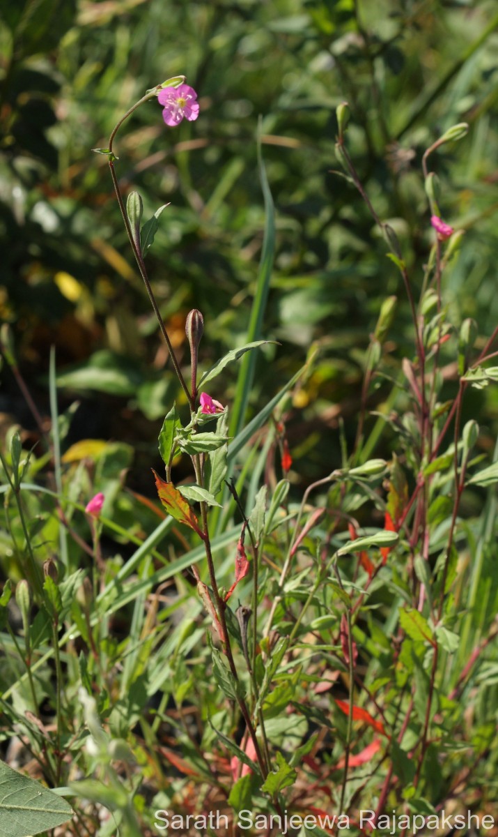 Oenothera rosea L'Hér. ex Aiton